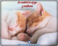 /album/fotogaleria-inicio/frases-bonitas-de-amistad-para-facebook-lindos-gatos-durmiendo-png1/